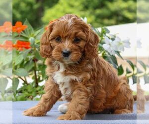 Cavapoo Puppy for sale in EAST EARL, PA, USA