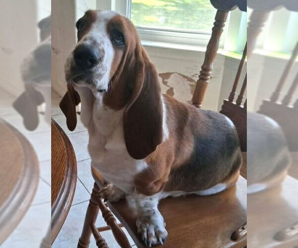 Medium Photo #3 Basset Hound Puppy For Sale in Deepwater, NJ, USA