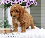 Small #1 Goldendoodle (Miniature)