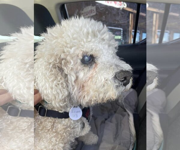 Medium Photo #15 Poodle (Miniature)-Unknown Mix Puppy For Sale in  Ramona, CA, USA