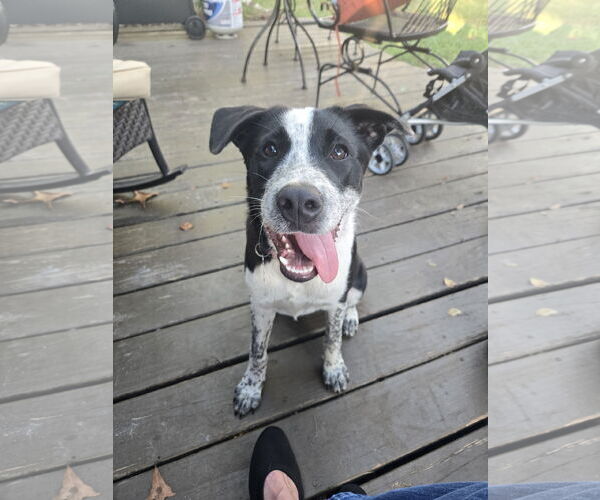 Medium Photo #1 Border Collie-Unknown Mix Puppy For Sale in Sanford, FL, USA