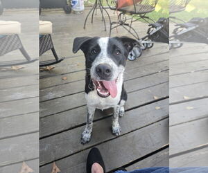 Border Collie-Unknown Mix Dogs for adoption in Sanford, FL, USA