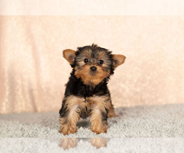 Medium Photo #3 Yorkshire Terrier Puppy For Sale in NAPPANEE, IN, USA