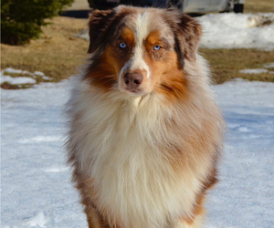 Father of the Australian Shepherd puppies born on 08/01/2023