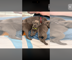 Cane Corso Puppy for sale in MELBOURNE, FL, USA