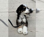 Small #2 Bernese Mountain Dog Mix