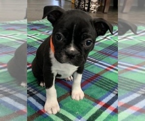 Boston Terrier Puppy for sale in AM FORK, UT, USA