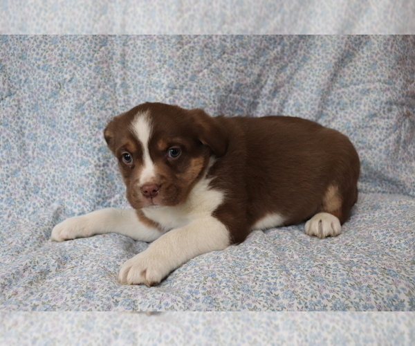 View Ad Mutt Puppy for Sale near Ohio, SHILOH, USA. ADN243325