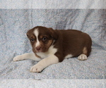 Small Photo #1 Mutt Puppy For Sale in SHILOH, OH, USA