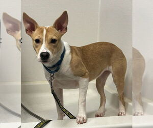 Collie-Unknown Mix Dogs for adoption in South Bend, IN, USA