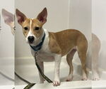Small Collie Mix