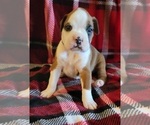 Small Photo #1 Boxer Puppy For Sale in LAUREL, DE, USA
