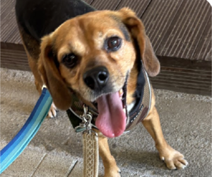 Beagle Dogs for adoption in San Ramon, CA, USA