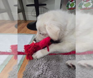 WIllow Mae - Female Great Pyrenees Dog for Adoption - Photo #5