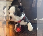 Small Photo #7 Boston Terrier Puppy For Sale in MONTVILLE, OH, USA