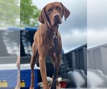 Small #9 Vizsla