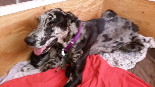 Medium Photo #1 Great Dane Puppy For Sale in ARRIBA, CO, USA