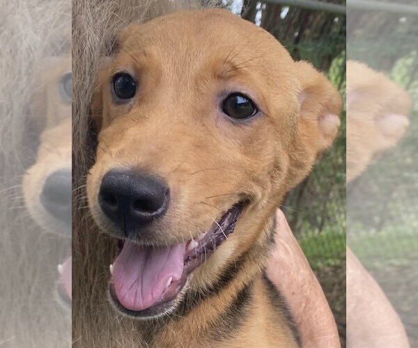 Medium Photo #1 Mutt Puppy For Sale in Canton, CT, USA