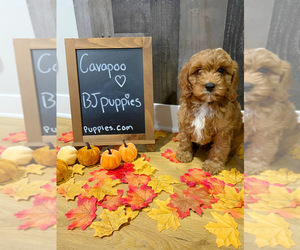 Cavapoo Puppy for sale in NOVI, MI, USA