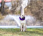 Small Photo #3 Labrador Retriever-Unknown Mix Puppy For Sale in Unionville, PA, USA