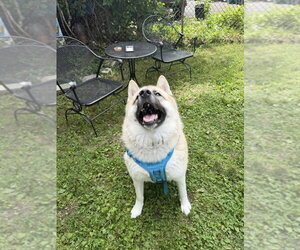 Akita-Unknown Mix Dogs for adoption in FRAMINGHAM, MA, USA