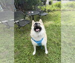 Small Akita Mix
