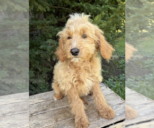 Medium Photo #4 Cockapoo (Miniature) Puppy For Sale in MIDDLEBURY, IN, USA