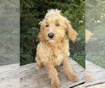 Jace - Male Cockapoo (Miniature) Puppy for Sale - Photo #4