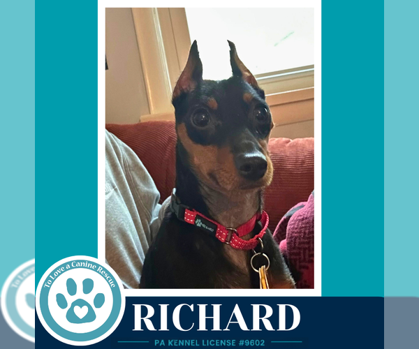 Medium Photo #2 Miniature Pinscher Puppy For Sale in Kimberton, PA, USA