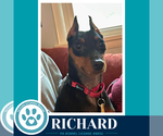 Small #1 Miniature Pinscher