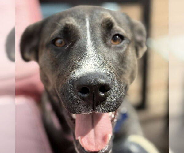 Medium Photo #7 Siberian Husky-Unknown Mix Puppy For Sale in Fargo, ND, USA