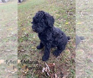Poodle (Standard) Puppy for sale in MYRTLE, MO, USA