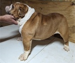 Small Photo #1 Bulldog Puppy For Sale in GREEN FOREST, AR, USA