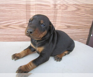 Doberman Pinscher Puppy for sale in FORT WAYNE, IN, USA