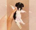 Small Photo #3 Havanese Puppy For Sale in CASA GRANDE, AZ, USA