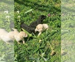 Small #3 Labrador Retriever