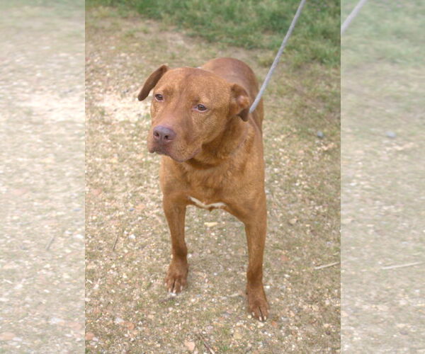 Medium Photo #1 American Staffordshire Terrier-Unknown Mix Puppy For Sale in Jackson, MS, USA