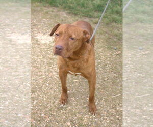 American Staffordshire Terrier-Unknown Mix Dogs for adoption in Jackson, MS, USA