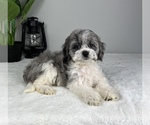 Small Photo #5 Cockapoo Puppy For Sale in FRANKLIN, IN, USA