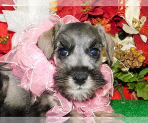 Schnauzer (Miniature) Puppy for sale in HAMMOND, IN, USA