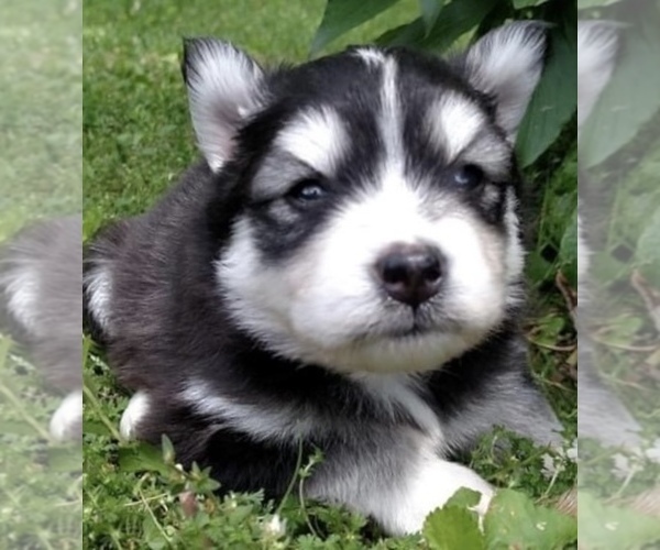 Medium Photo #24 Pomsky Puppy For Sale in BAXTER, TN, USA