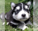 Small Photo #24 Pomsky Puppy For Sale in BAXTER, TN, USA