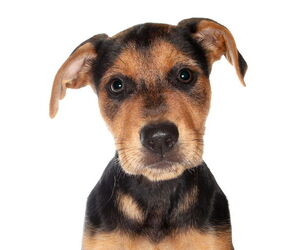 Labrador Retriever Dogs for adoption in Oakland Park, FL, USA