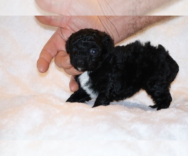 Medium Photo #9 Poodle (Toy) Puppy For Sale in DYERSBURG, TN, USA