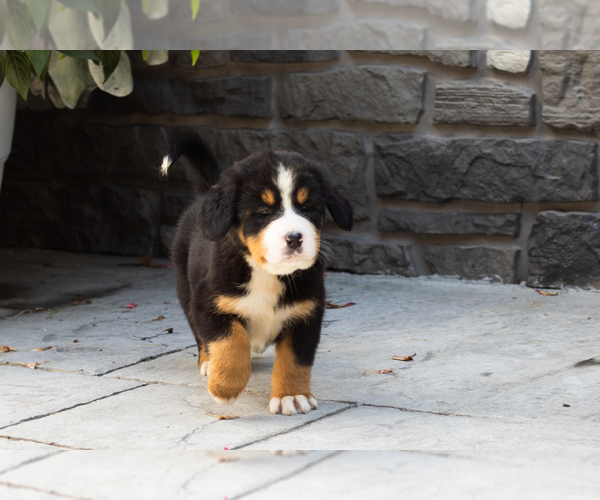 Medium Photo #7 Bernese Mountain Dog Puppy For Sale in MILLERSBURG, IN, USA