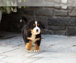 Small #6 Bernese Mountain Dog