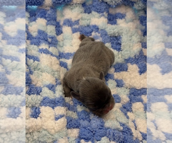Medium Photo #4 French Bulldog Puppy For Sale in ALTON, IL, USA