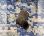 Litter of 6 - Female French BulldogLitter of Puppies for Sale - Photo #4