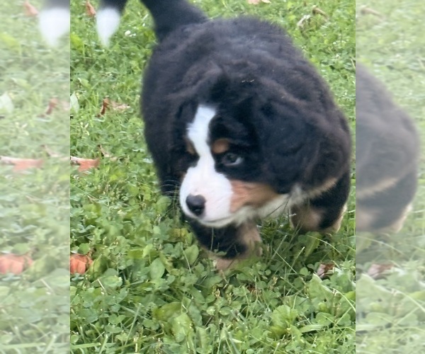 Medium Photo #12 Bernese Mountain Dog Puppy For Sale in EMLENTON, PA, USA