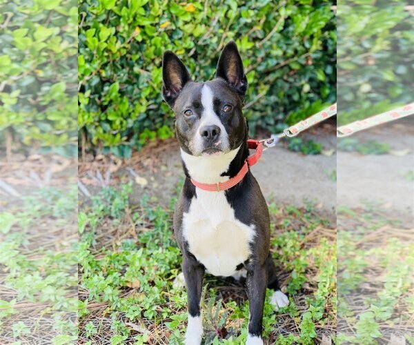 Medium Photo #2 Mutt Puppy For Sale in Seal Beach, CA, USA